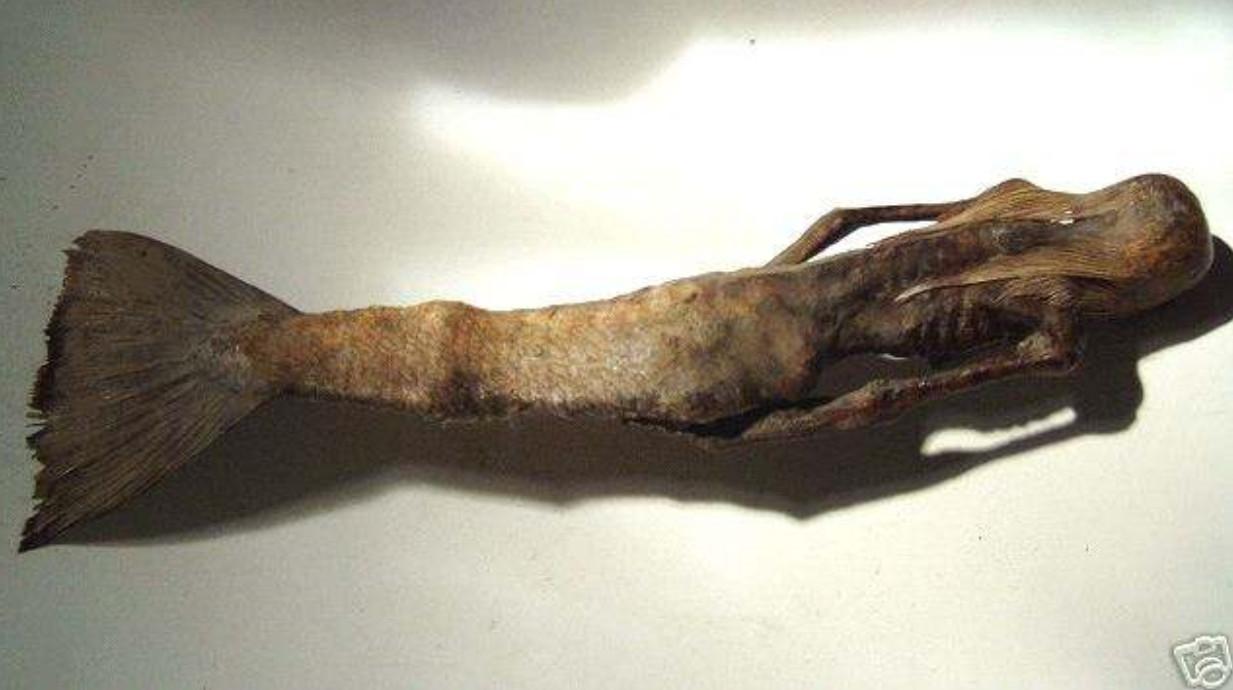 盘点5种诡秘的未知生物, 第3种已证实一定存在