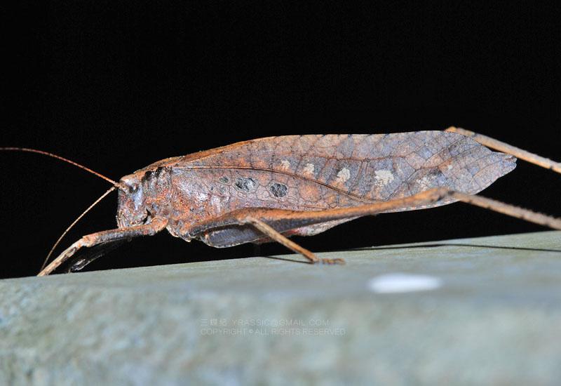 会唱歌的纺织娘,其实都是大长腿的男孩纸