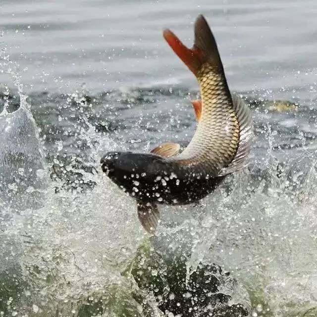 中国四大名鱼, 在古代可是皇帝的贡品, 看看你吃过吗?