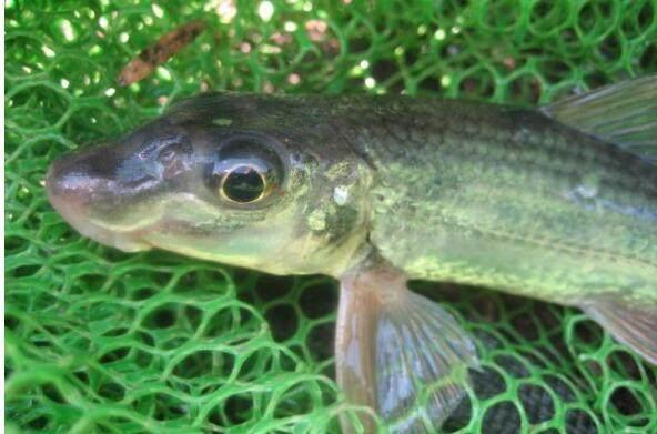 居住深山的钓友不了解行情, 几十一斤的鱼晒干后喂猫