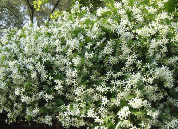 我国比黄金还贵的花树, 一年花开270天, 比桂花香10倍, 栽土即活