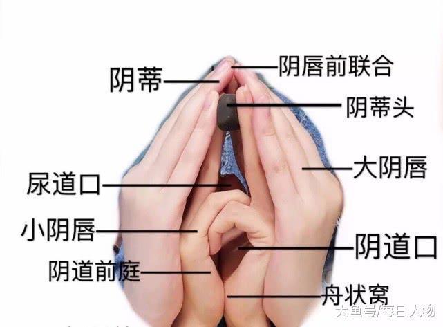 什么叫做有性生殖 179640fef01512de1a815ab3704a198ax641x473x32.jpeg;,4,jpegx;3,700x.jpg