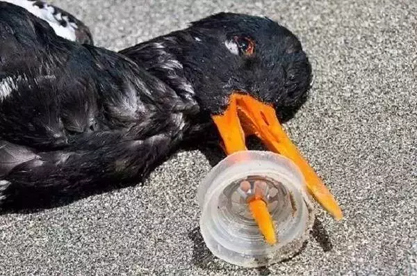 海龟@人类到底有多作孽? 一组图看清人类多么残忍