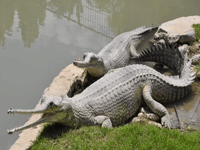 这些极危的物种 如果不加强保护 将来很快会消失
