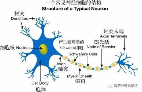 glisson纤维鞘解剖图图片