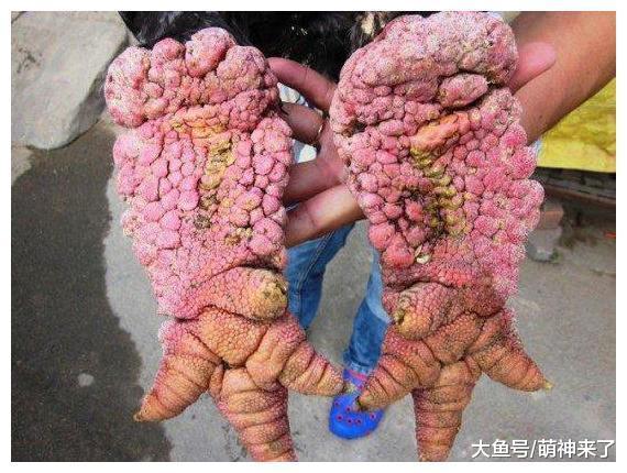 越南神秘的東濤雞, 身價超萬元, 曾是王室祭祀貢品!