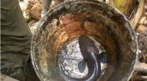 农村小伙石头底下挖出罕见美味, 看看你家石头底下有没有