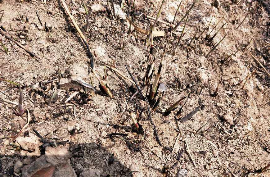 到了该吃谷荻的时候了, 小时候的美食, 你还记得吗?