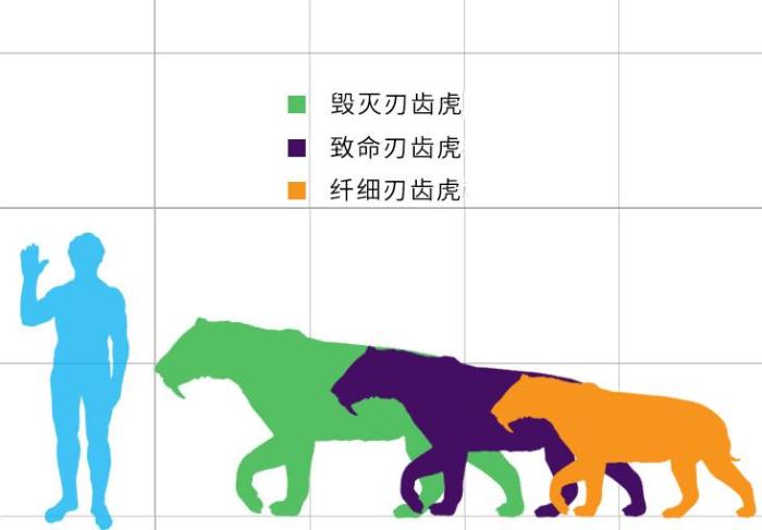 三种斯剑虎的体型对比,从大到小分别是毁灭刃齿虎,致命刃齿虎和纤细刃