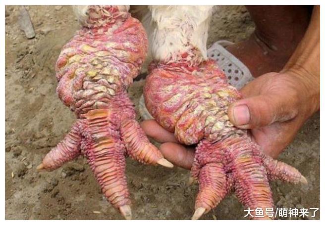 越南神秘的東濤雞, 身價超萬元, 曾是王室祭祀貢品!