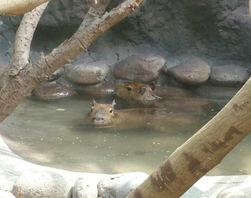 萌感力压小肥猪的水豚,竟然被当成鱼?