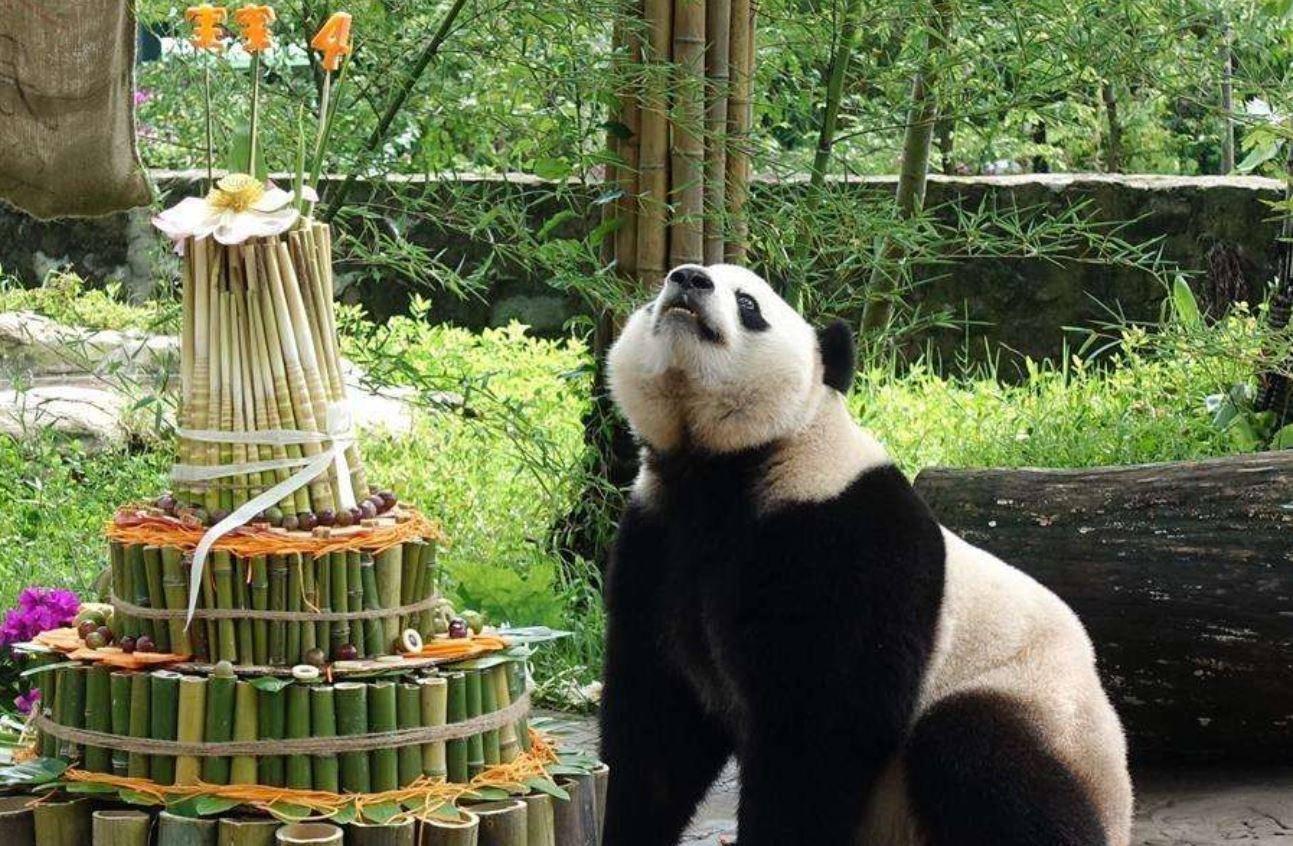 全国那么多地方都有大熊猫，为什么四川是熊猫故乡？