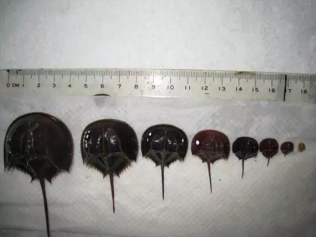 幼鲎通过一次次蜕壳长大.图片:陈章波提供