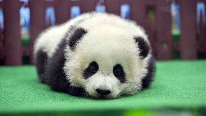 历史上第一只被“退货”的大熊猫，外国人含泪送回，国内笑出眼泪