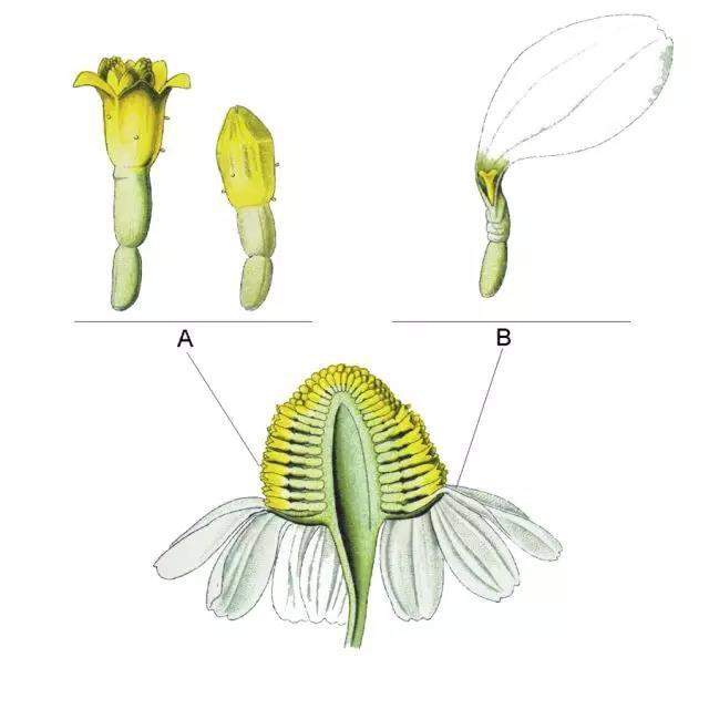 雏菊解剖图并标注结构图片