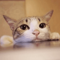 皮皮龟的主页_土豆视频