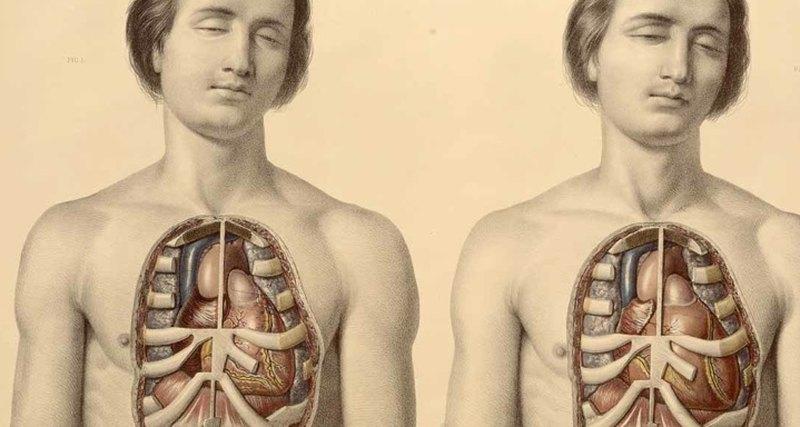 在人體中, 發現了一個新器官