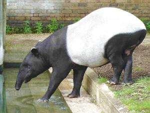 历史上第一只被“退货”的大熊猫，外国人含泪送回，国内笑出眼泪