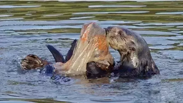 海龟@人类到底有多作孽? 一组图看清人类多么残忍