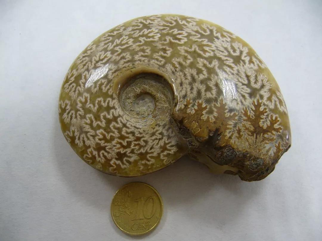 晚二叠纪至三叠纪出现的齿菊石ceratitic.图片:drow_male / wikimedia