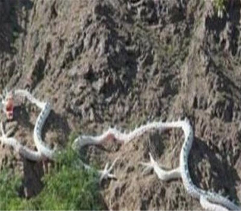 有真龙吗? 真能借尸还魂? 盘点历史上遭封杀的七件奇怪事件