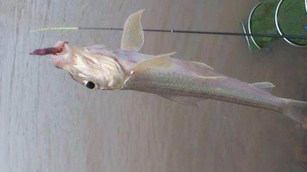 居住深山的钓友不了解行情, 几十一斤的鱼晒干后喂猫