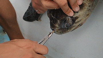 海龟@人类到底有多作孽? 一组图看清人类多么残忍