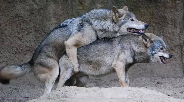 人们常说狼狈为奸, 狼大家都知道, 请问狈是一种什么动物?