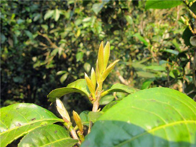 2018古树茶,2018古树茶价格,2018普洱古树茶春茶,2018景迈古树茶价格, 2018普洱茶,2018普洱茶价格,普洱茶的功效与作用,