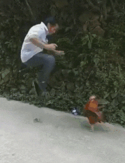 搞笑Gif: 大爷卖肉是认真的! 哈哈不知道是哪里的? 这么有福气能吃上这种肉!