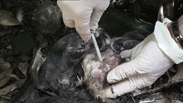 海龟@人类到底有多作孽? 一组图看清人类多么残忍