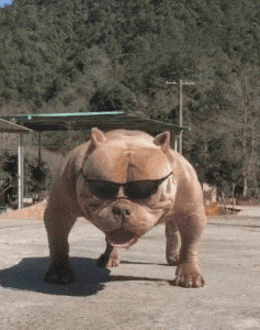 搞笑Gif: 大爷卖肉是认真的! 哈哈不知道是哪里的? 这么有福气能吃上这种肉!