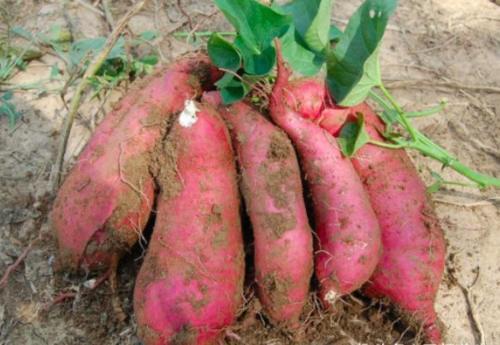 紅薯盡量少吃, 最好不吃, 知道為什么嗎?