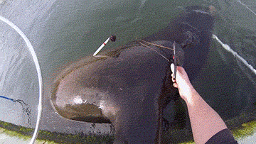 海龟@人类到底有多作孽? 一组图看清人类多么残忍