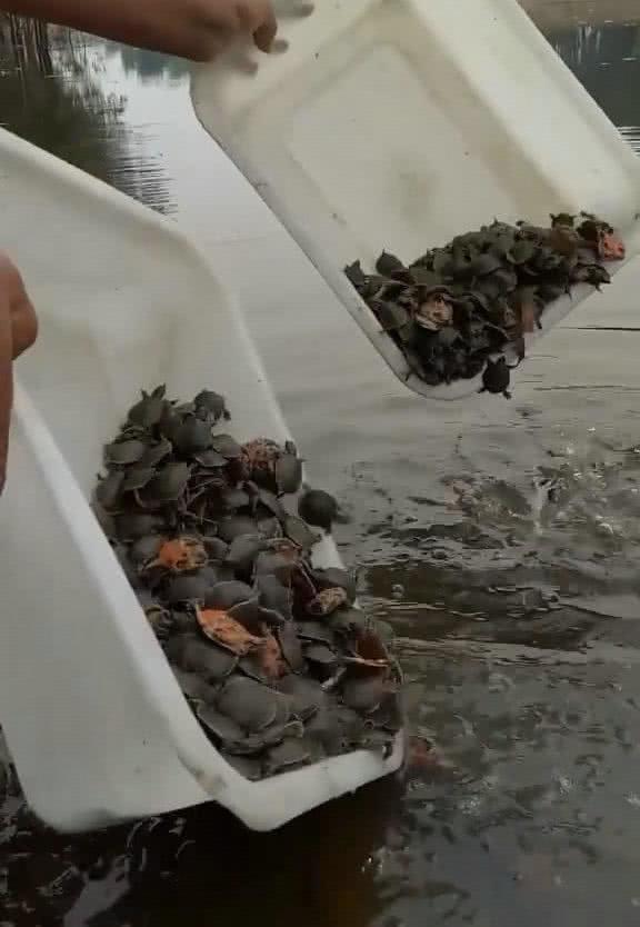 男子自费5000元买甲鱼放生, 却无意中招来了祸事