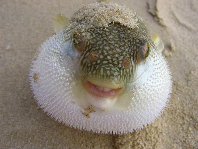 世界上最好吃的鱼系列, 你吃过几种?