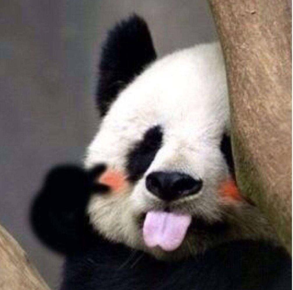 全国那么多地方都有大熊猫，为什么四川是熊猫故乡？