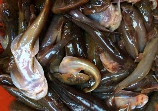 农村小伙石头底下挖出罕见美味, 看看你家石头底下有没有