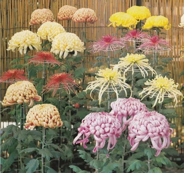 日本的代表花是什么 6a440b10b439680bd4777d5c73d22e59x640x604x85.jpeg;,4,jpegx;3,700x.jpg