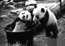 熊猫在抗日时期是什么处境