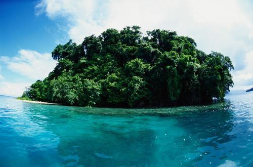 一個飛行員掛在樹上70年, 竟然沒人發現, 發現后身上都長滿了樹枝