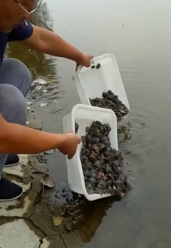 男子自费5000元买甲鱼放生, 却无意中招来了祸事