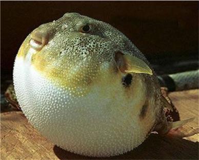 欧洲这5种食材是奢侈品, 有一种在中国, 农民不敢吃来喂猪