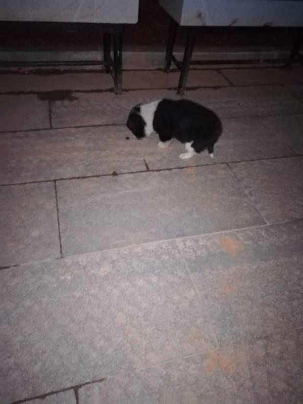 捡到满月的狗崽 带回家被老人嫌弃