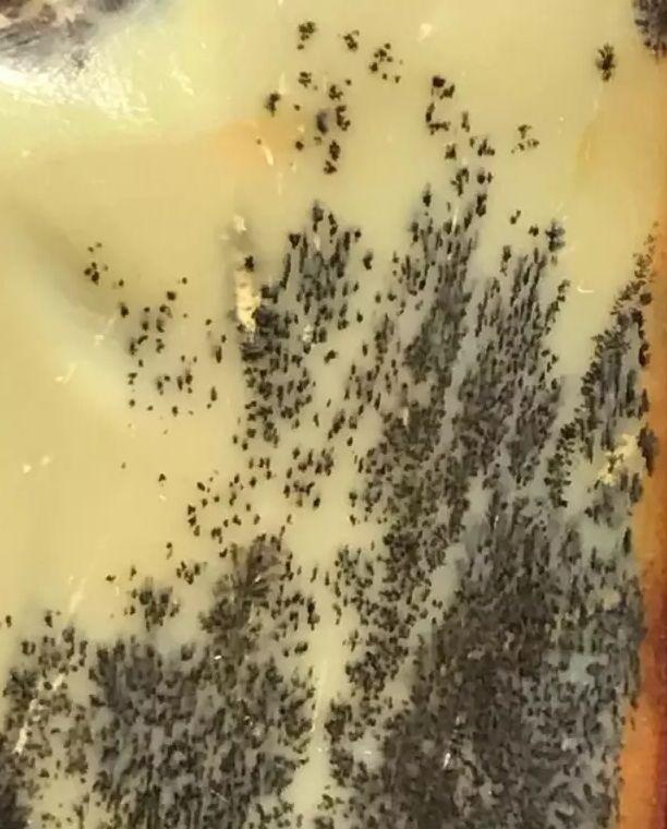 新品种的籽料, 如此极品你们见过吗? 还不看过来?