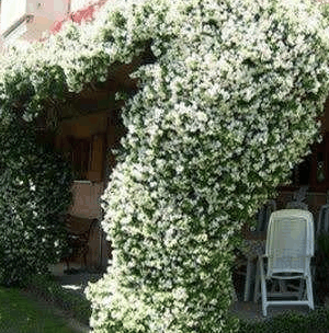 我国比黄金还贵的花树, 一年花开270天, 比桂花香10倍, 栽土即活