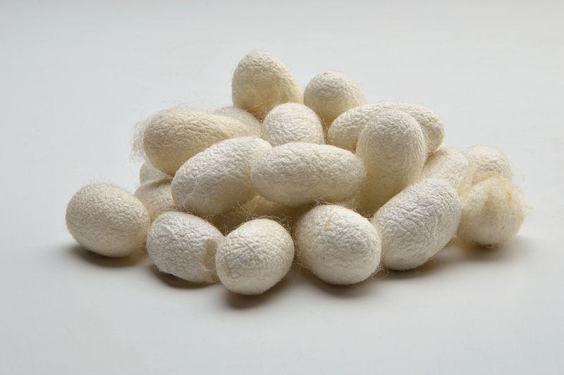 小时候养过桑蚕的话就应该见过白白胖胖的桑蚕茧吧.