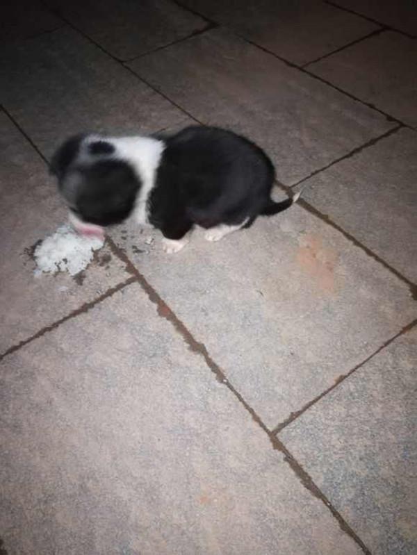 捡到满月的狗崽 带回家被老人嫌弃