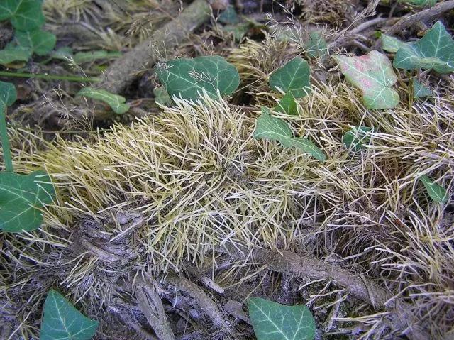 "反常春藤联盟",反对的是什么?