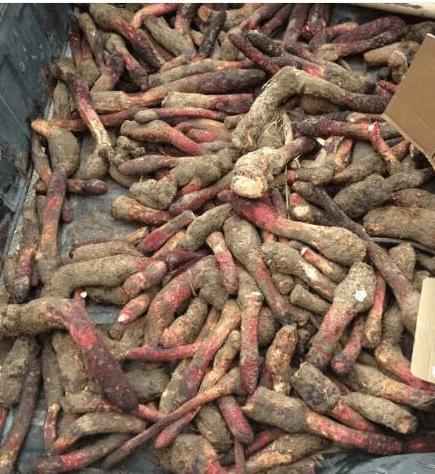 且末料开采是实记, 挖玉不易, 且行且珍惜